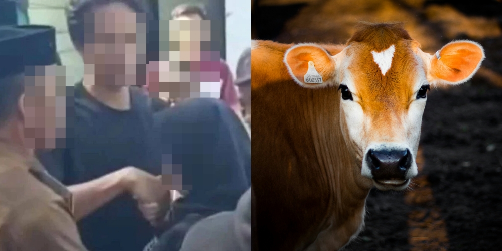 Lelaki Indonesia Serah Isteri Curang Kepada Kekasih, Minta Balasan Wang Dan Seekor Lembu