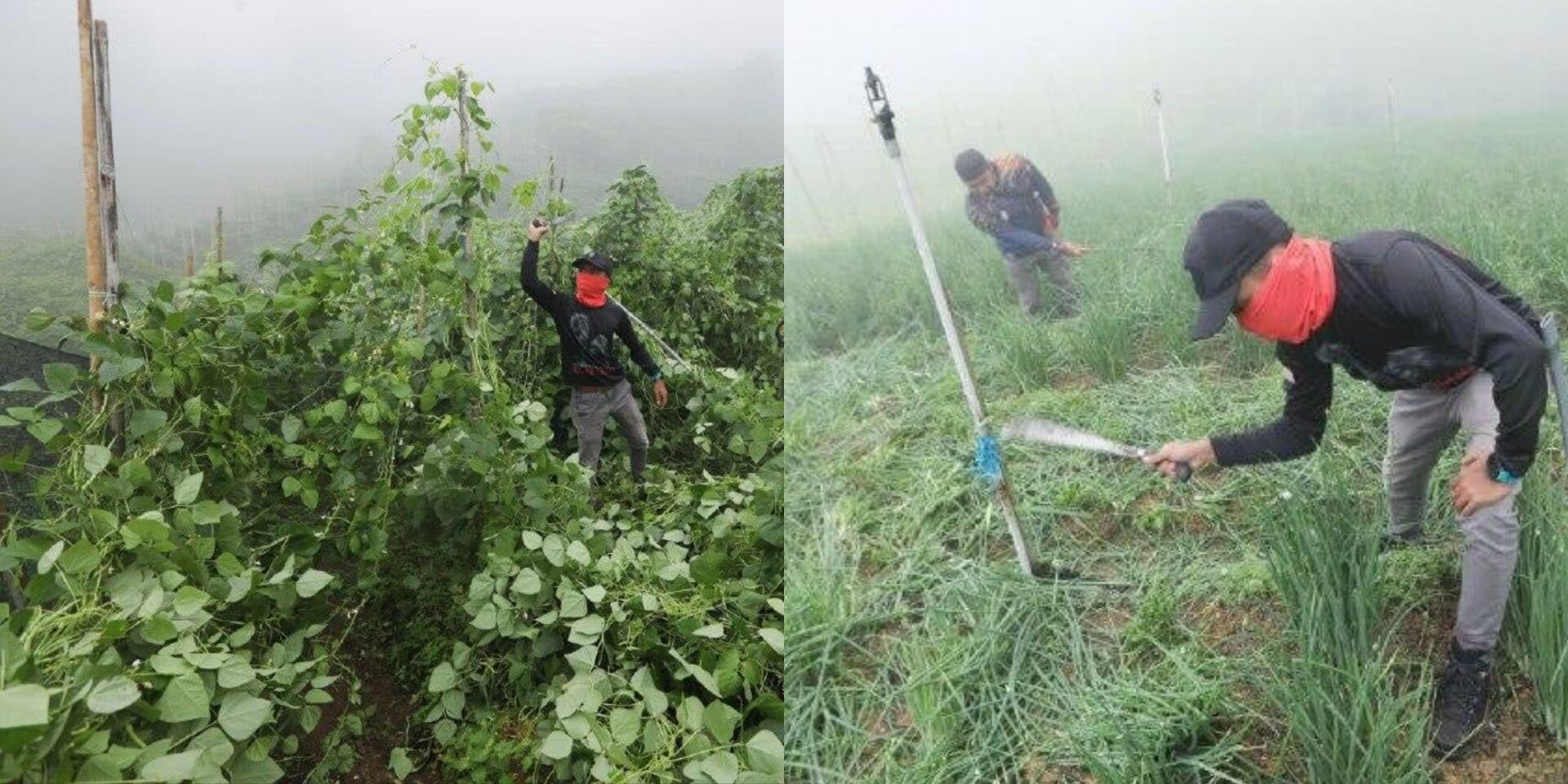 SPRM Pahang Cadang Denda Pemilik Ceroboh Tanah Cameron Highlands Dinaikkan RM100,000