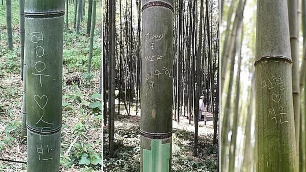 Rakyat Malaysia Antara Pelancong Lakukan Vandalisme Di Hutan Buluh Arashiyama, Jepun 3 Rakyat Malaysia Antara Pelancong Lakukan Vandalisme Di Hutan Buluh Arashiyama, Jepun