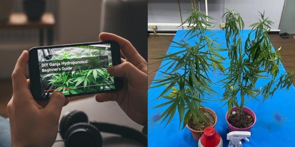 ganja