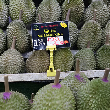 Harga Jatuh, Peniaga Singapura 'Senyum Panjang' Jualan Musang King Meningkat 2 Harga Jatuh, Peniaga Singapura 'Senyum Panjang' Jualan Musang King Meningkat