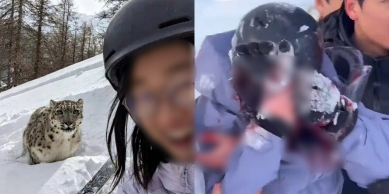 Padah Selfie Dengan Harimau Bintang Salji, Pelancong Wanita 'Hilang Muka'