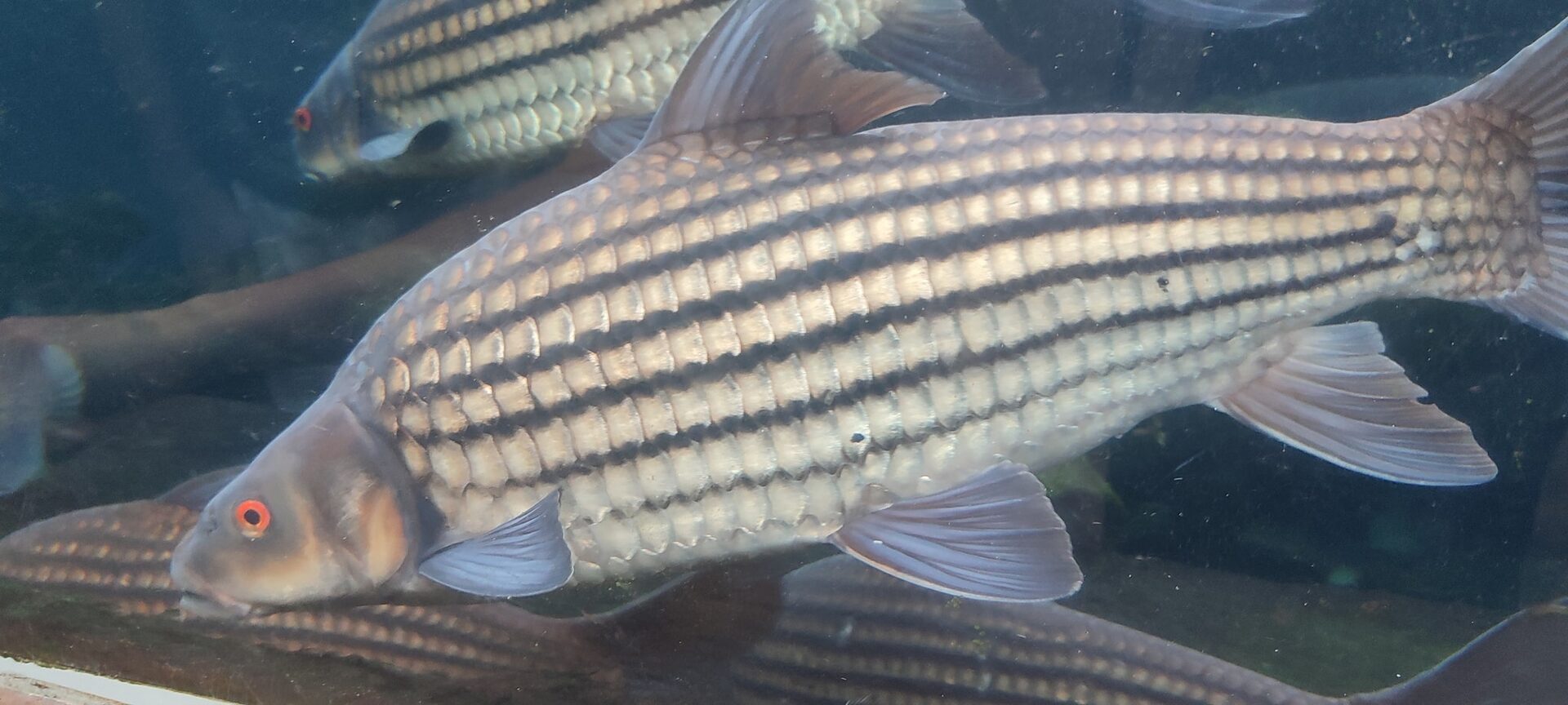 Jangan Tangkap Ikan Temelian Di Sungai Pahang Semasa 'Musim Tertutup', Denda RM5,000 Menanti