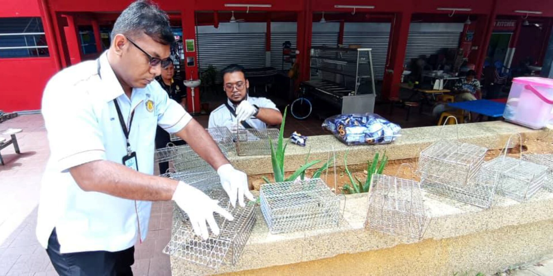 Hantar Tikus 'Hidup Atau Mati', MPAJ Bayar 'Cash' RM3 Seekor
