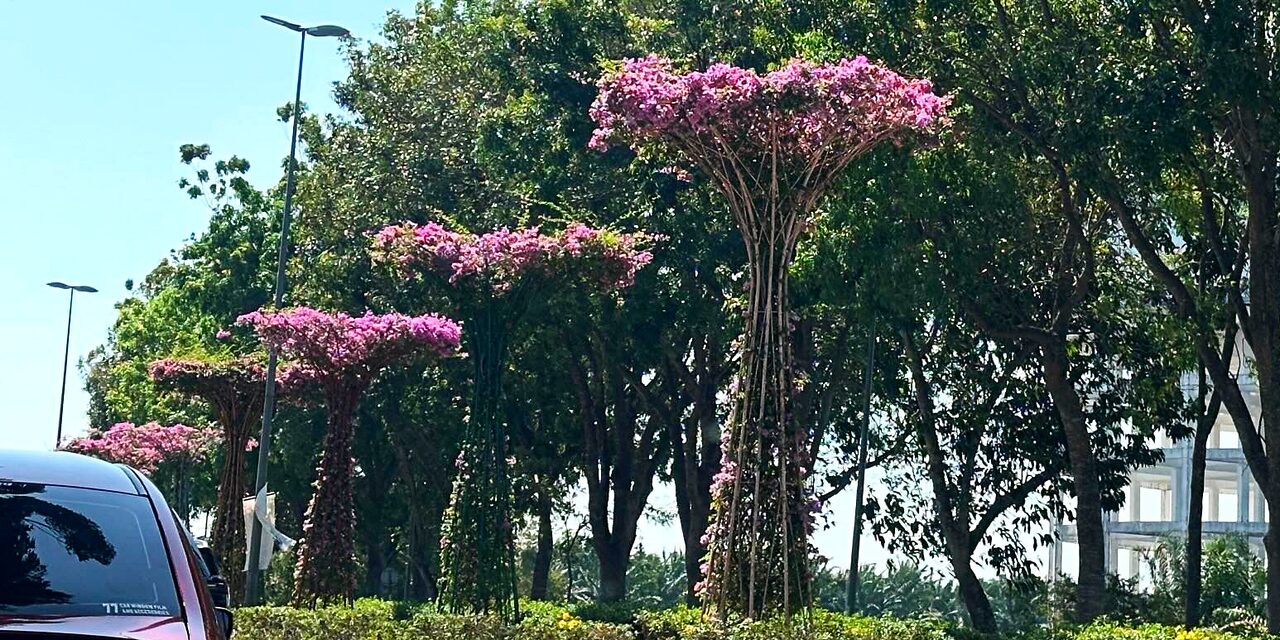 Landskap Kreatif Pokok Bunga Kertas Di Melaka Curi Tumpuan Ramai