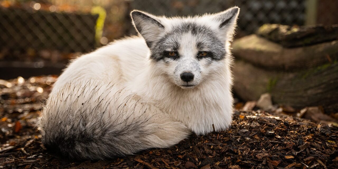 'Serupa Anjing Tapi Tak Sama' – Jadi Trend, JAKIM Jelaskan Hukum Bela 'Marble Fox'