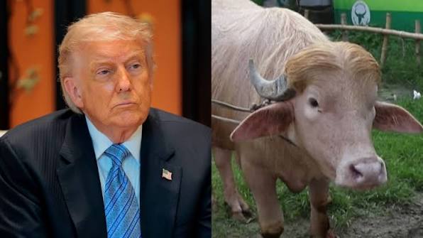 Kerbau Albino Mirip 'Donald Trump' Terselamat Daripada Menjadi ‘Korban‘