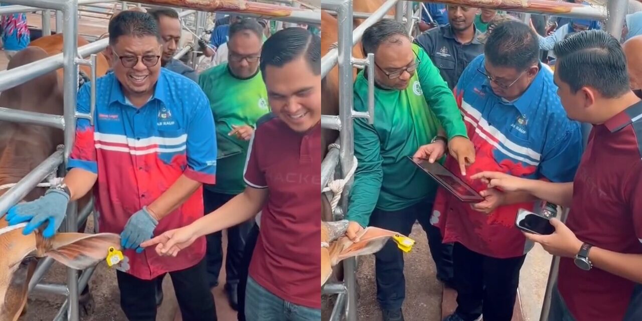 Melaka Jadi Negeri Pertama Wajibkan Lembu, Kerbau Ternakan Pakai 'IC'