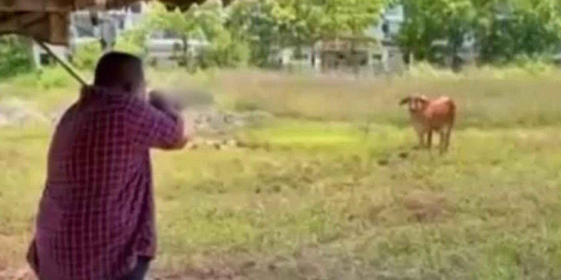 Insiden Tembak Lembu Korban: Polis Rampas 'Shotgun' Milik MB Perlis