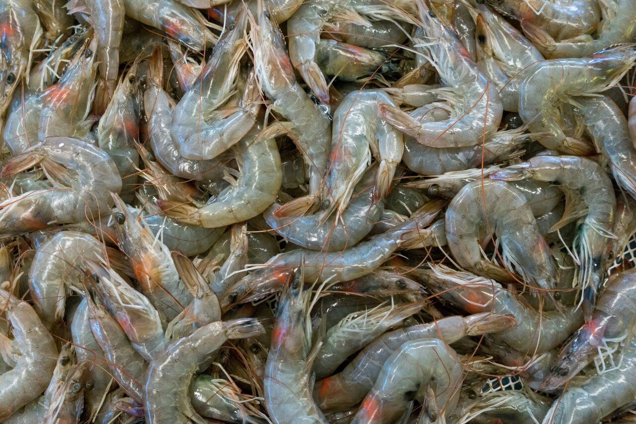 'Kami Tak Mampu Tunggu' - Industri Udang Thailand Gesa Rundingan Segera Bersama Malaysia
