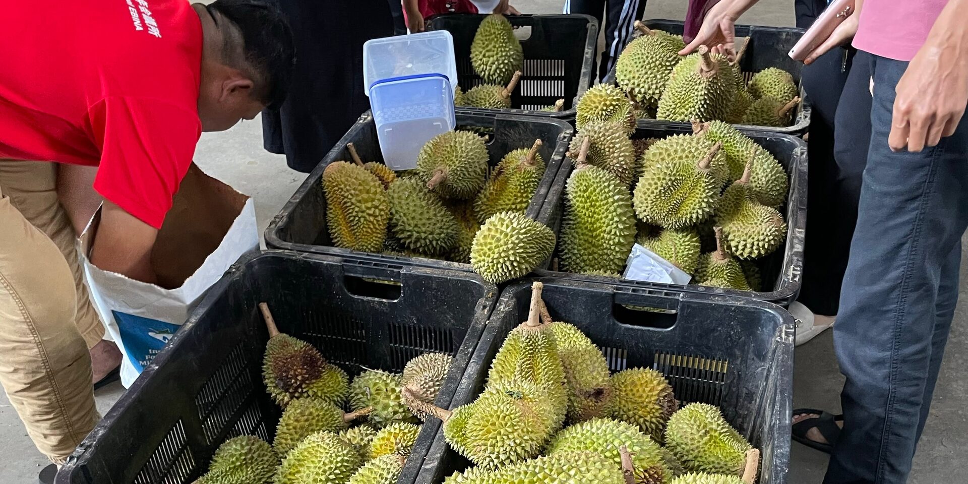 Harga Durian Kampung Menjunam, FAMA Tetapkan Harga Lantai RM2.70 Sekilo