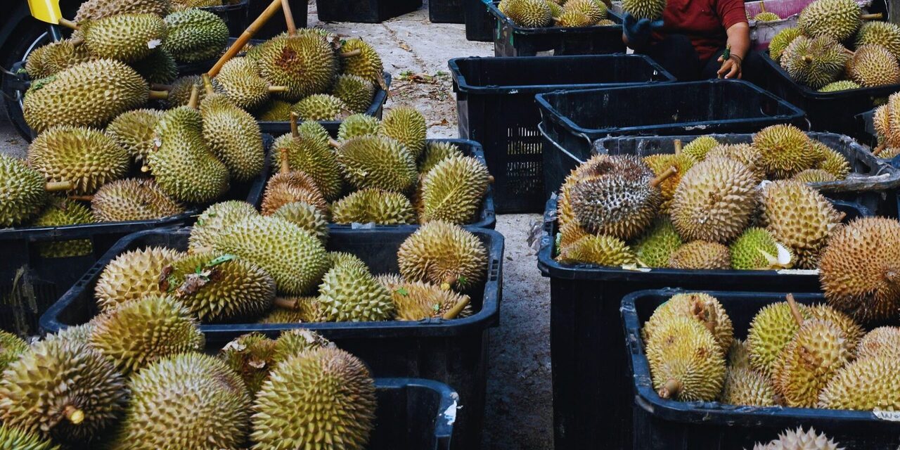 'Harga Jatuh Pun Tetap Kena Rompak' – Tiga Lelaki Berparang Larikan 4 Bakul Durian Premium IOI