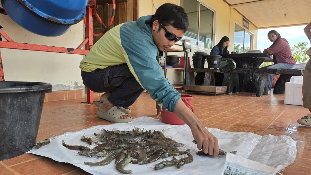 Penternak Udang Thailand 'Sakit' Terkesan Sekatan Malaysia, Rugi 100 Tan Sehari