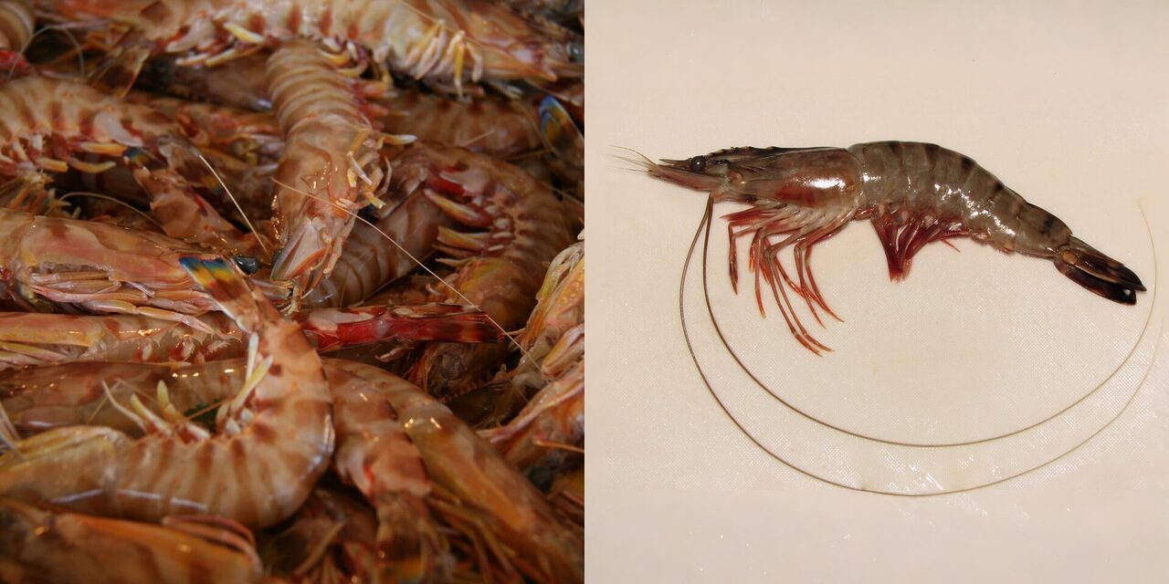 Senarai 5 Spesies Udang Popular Thailand Disekat Masuk Malaysia Mulai Hari Ini