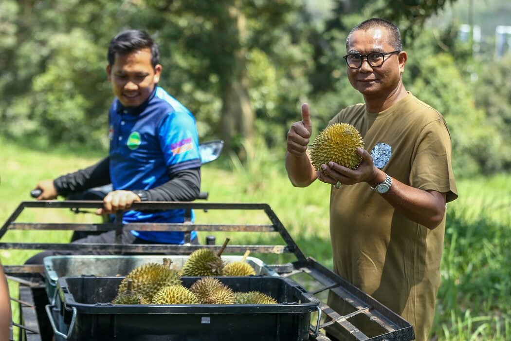 'Tanam Durian 6 Tahun Hasilnya Gagal' - Lelaki Indo Kongsi Kenapa Indonesia Kalah Kepada Malaysia 3 'Tanam Durian 6 Tahun Hasilnya Gagal' - Lelaki Indo Kongsi Kenapa Indonesia Kalah Kepada Malaysia