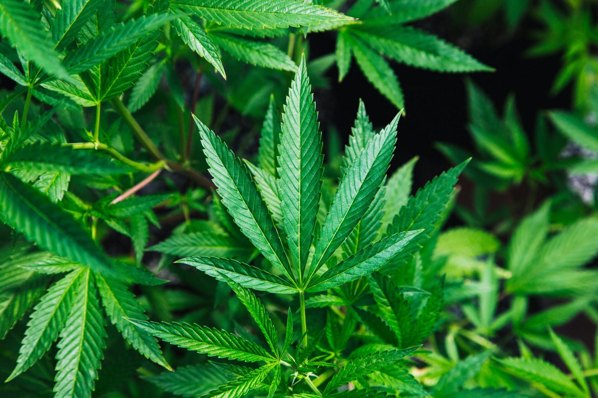 Bukan Boleh Beli Saja-Saja Lagi, Ini Perubahan Drastik Polisi Ganja Di Thailand