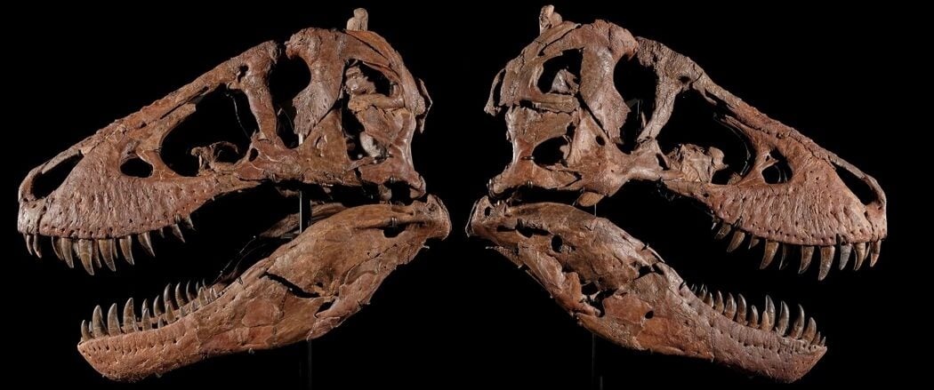 10 Minit Pembidaan Sengit, Fosil T. rex 'Gus' Berusia 67 Juta Tahun Terjual Lebih RM200 Juta