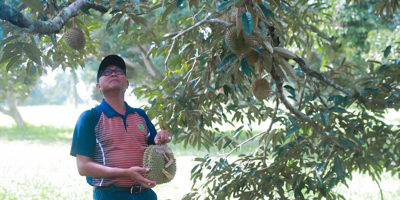 Pesaing Musang King: Malaysia Bakal Miliki 3 Durian Hibrid Baharu Gred Premium