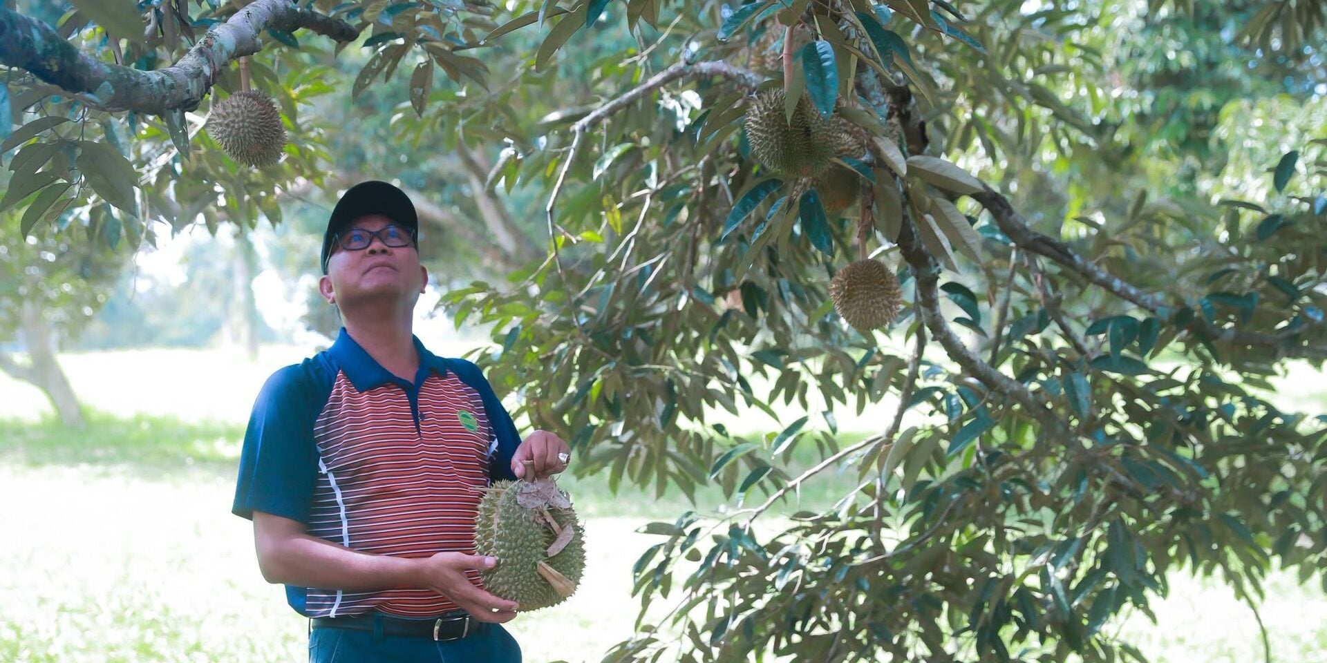 Pesaing Musang King: Malaysia Bakal Miliki 3 Durian Hibrid Baharu Gred Premium