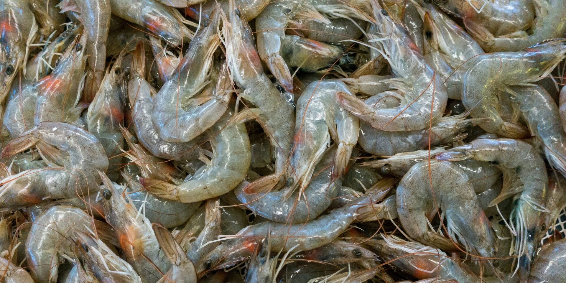Bekalan Dijangka Meningkat, Persatuan Udang Thailand Rayu Malaysia Buka Semula Sekatan