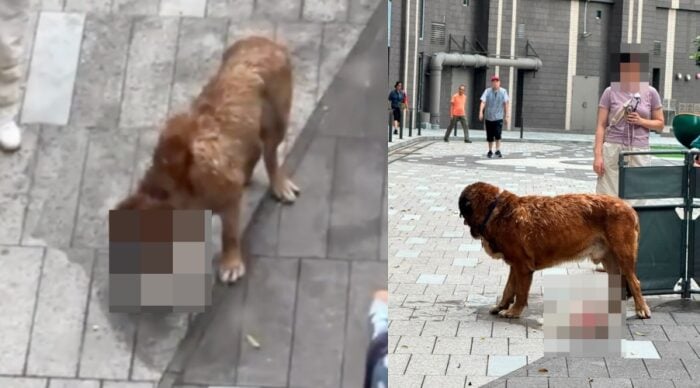 Dibiarkan Tanpa Pengawasan, Anjing Gergasi 60kg Baham Dua Anjing Peliharaan Sampai Mati