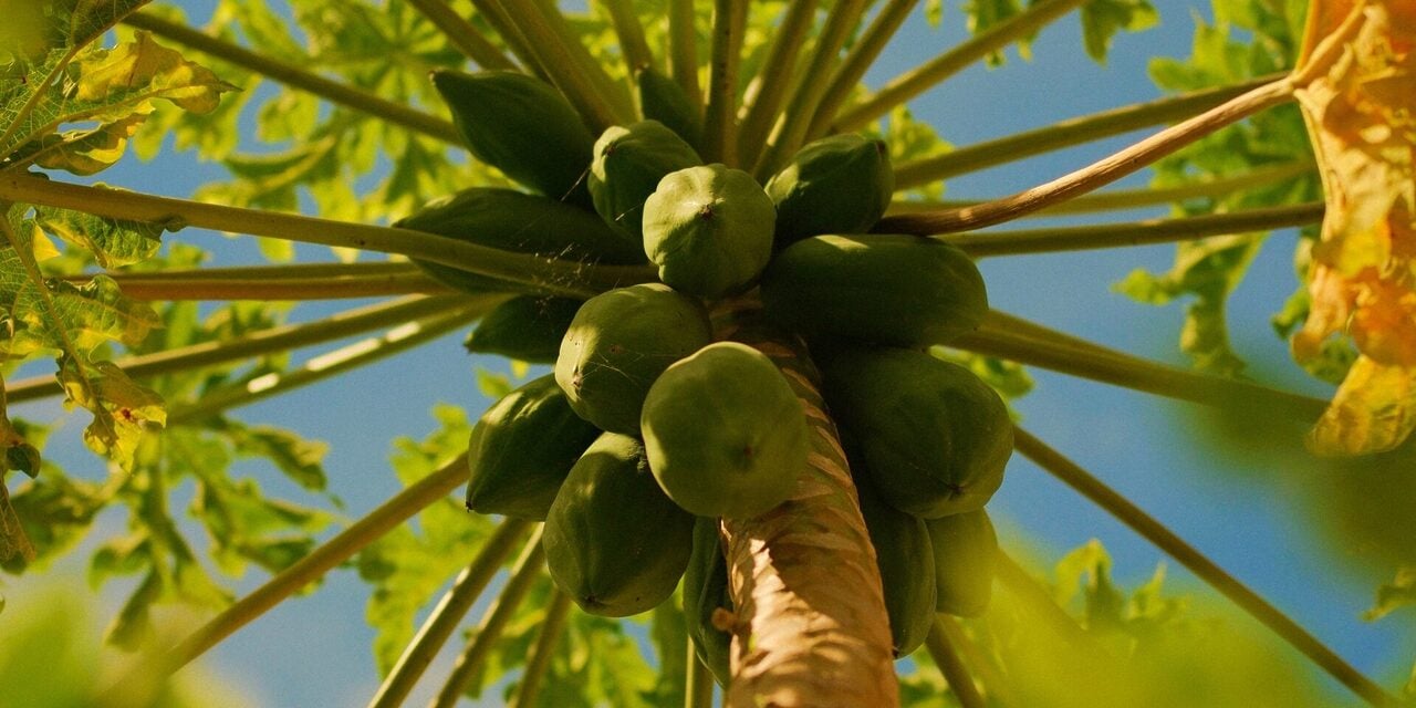 'Betik Bukan Buah Kebangsaan Malaysia' – FRIM