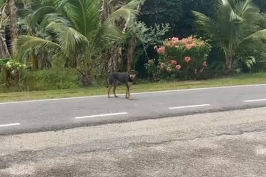 ‘Tak Kan Budak 2 Tahun Provokasi Anjing?’ – Persatuan Haiwan Malaysia Cabar Pejuang Anjing Jalanan Tampil Buat Sidang Media