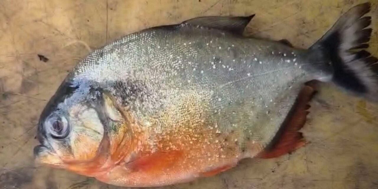 DOF Sahkan Ikan Ditangkap Di Empangan Klau Miliki Ciri Piranha