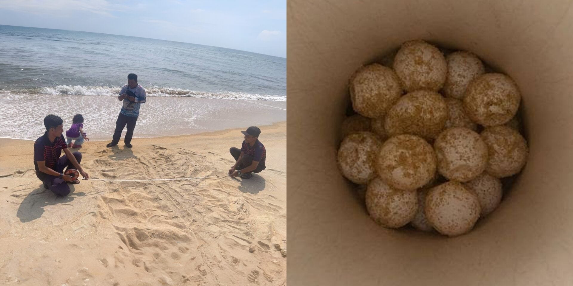 Selepas 9 Tahun 'Hilang', Penyu Belimbing Akhirnya Pulang Bertelur Di Terengganu