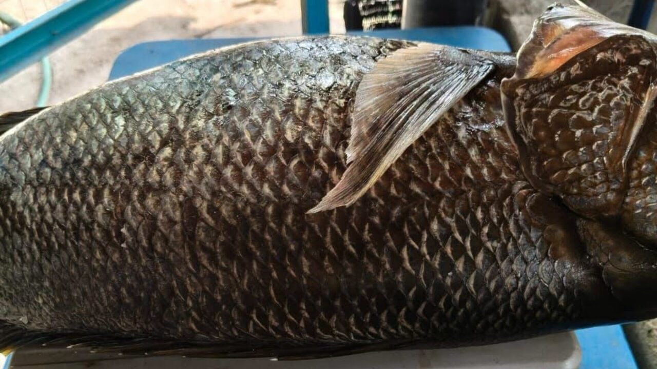 Selepas 15 Tahun, Nelayan Tempatan Temui Semula Ikan Kanai Di Pulau Pinang