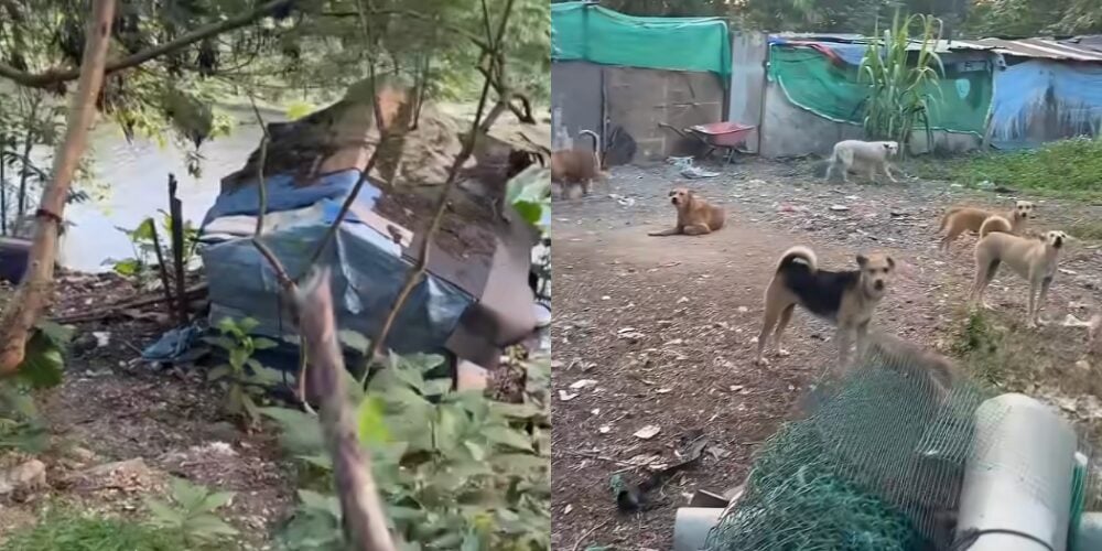 Siap Bela Puluhan Anjing Jadi 'Loceng' Amaran, Perkampungan Haram Warga Asing Di Belukar Selayang Terbongkar