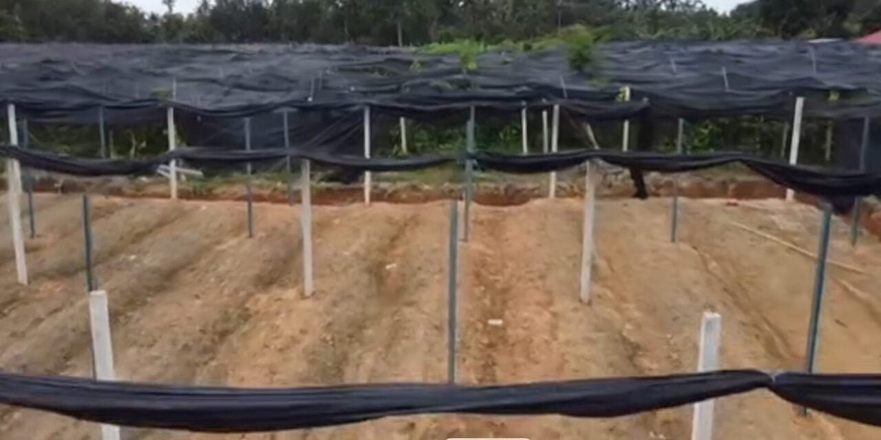 Sewa RM2,000 Setahun Daripada Pesara Guru, Ladang Sireh Etnik Rohingya Di Kelantan Akhirnya Disita