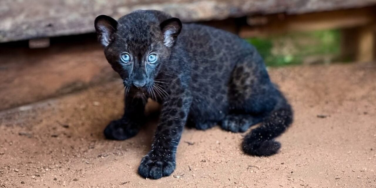 'Apa Nama Saya?' – Zoo Melaka Sambut Kelahiran Anak Harimau Kumbang Baharu